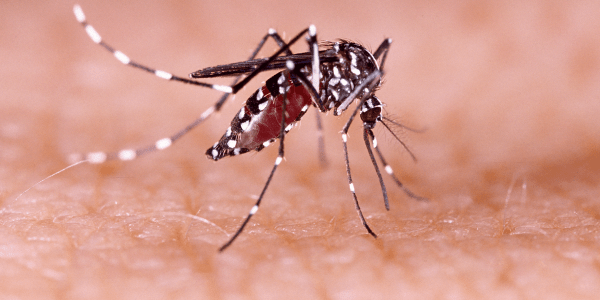 Dengue: a prevenção não pode parar, cuide-se o ano todo