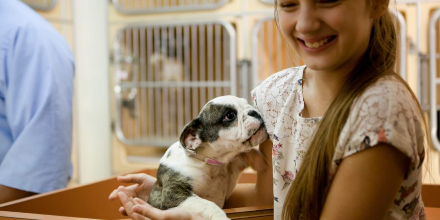 Conheça as ONGs e os projetos de adoção de cães e gatos em BH