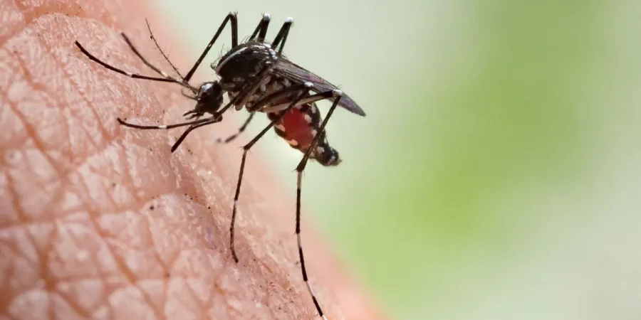 Chikungunya: entenda a doença e saiba como se prevenir