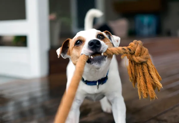 Cachorro brincando com Brinquedo caseiro para pets