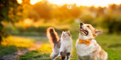Brinquedo caseiro para pets: ideias para estimular o corpo e a mente de cães e gatos