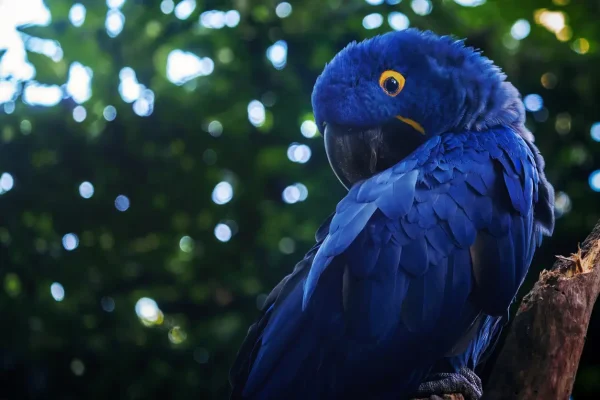 Fotografia de arara azul mostrando a Biodiversidade do Cerrado