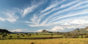 Biodiversidade do Cerrado: por que preservar o bioma é cuidar da vida
